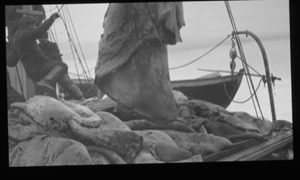 Image of Many hides on deck, detail